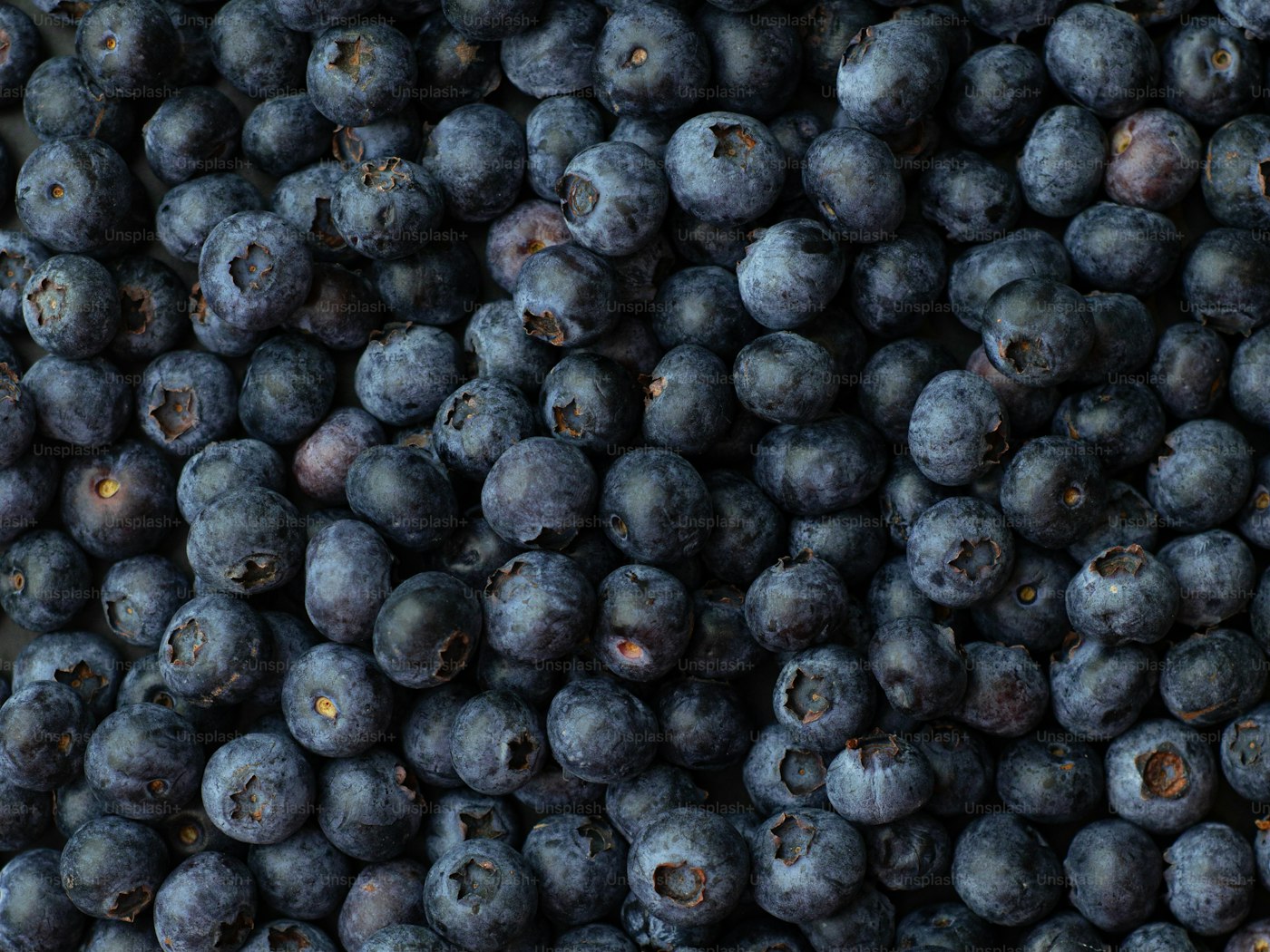 Dry Blueberry